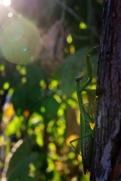 阳光的沐浴<br />
