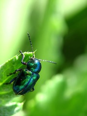 蓝金花虫