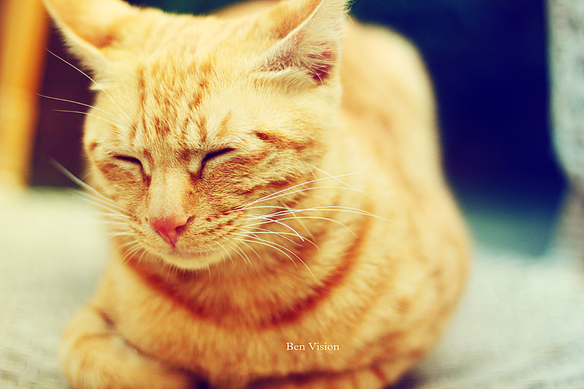 1 br /> 懒懒的下午,懒懒的猫.