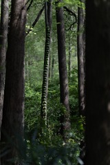 DSC04367