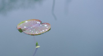 Lotus_leaf-6