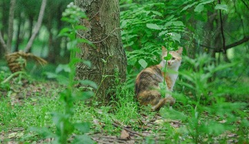 Feral_cat-40