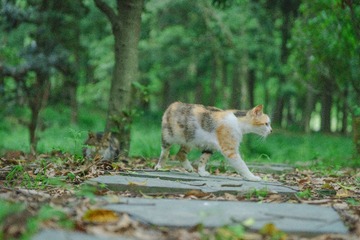 Feral_cat-41