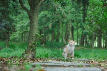 Feral_cat-42