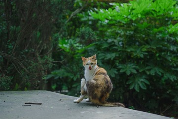 Feral_cat-44