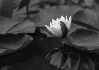 Botanic_garden-145