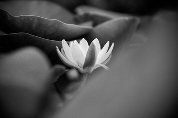Botanic_garden-175