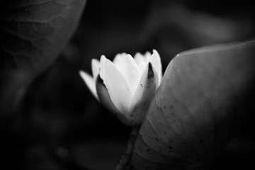 Botanic_garden-183