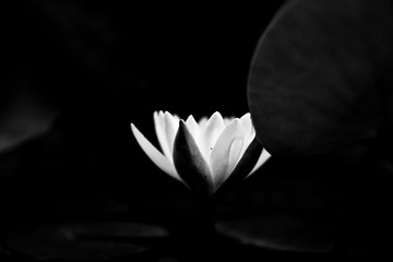 Botanic_garden-199