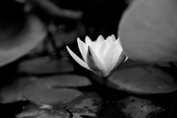Botanic_garden-237