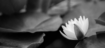 Botanic_garden-258