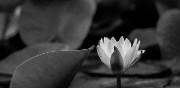 Botanic_garden-257
