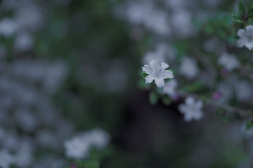 Botanic_garden-252