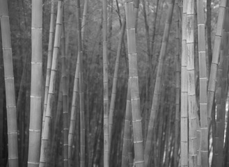 Botanic_garden-127