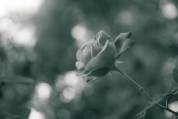 Botanic_garden-119