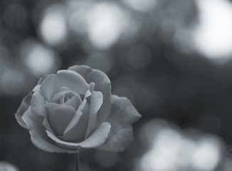 Botanic_garden-101