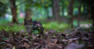 Feral_cat-52