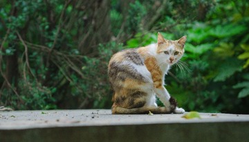Feral_cat-54