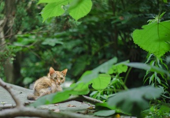 Botanic_garden-512