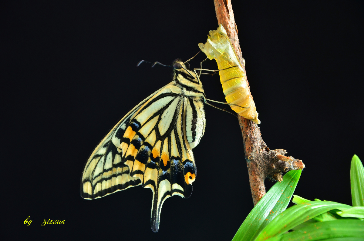 柑橘凤蝶的羽化 - 子轩摄影意林