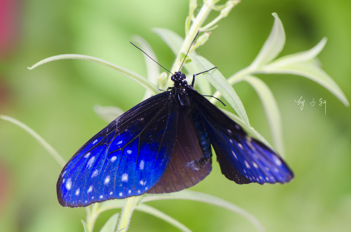 梦幻的紫斑蝶