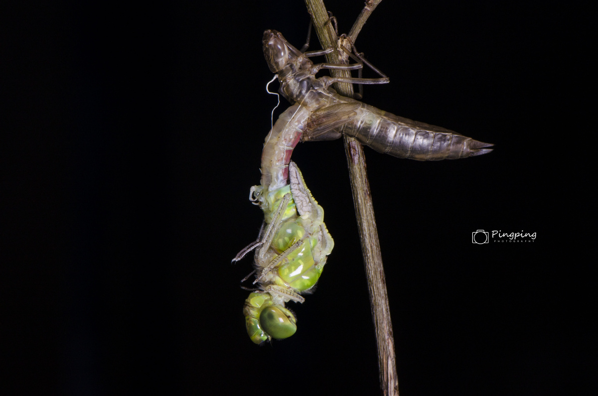 蜻蜓羽化 - 子轩摄影意林 - 图虫网 - 优质摄影师交流社区
