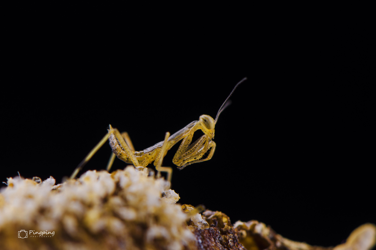 刚刚羽化的螳螂