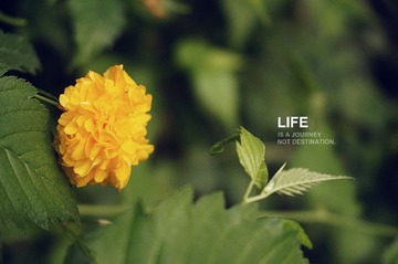 姓普名通的花