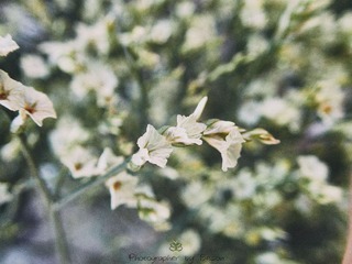 P2070145 拷贝