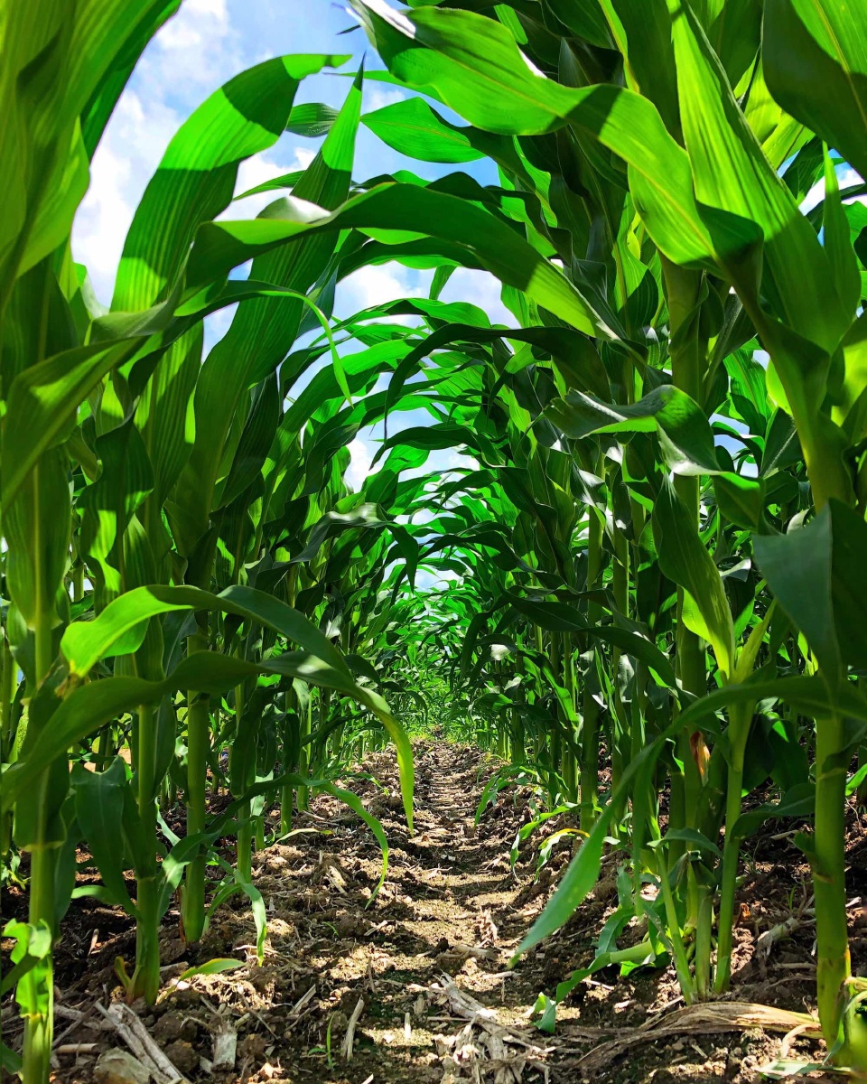 路过郁郁葱葱光影婆娑的玉米地,顺手捡回.