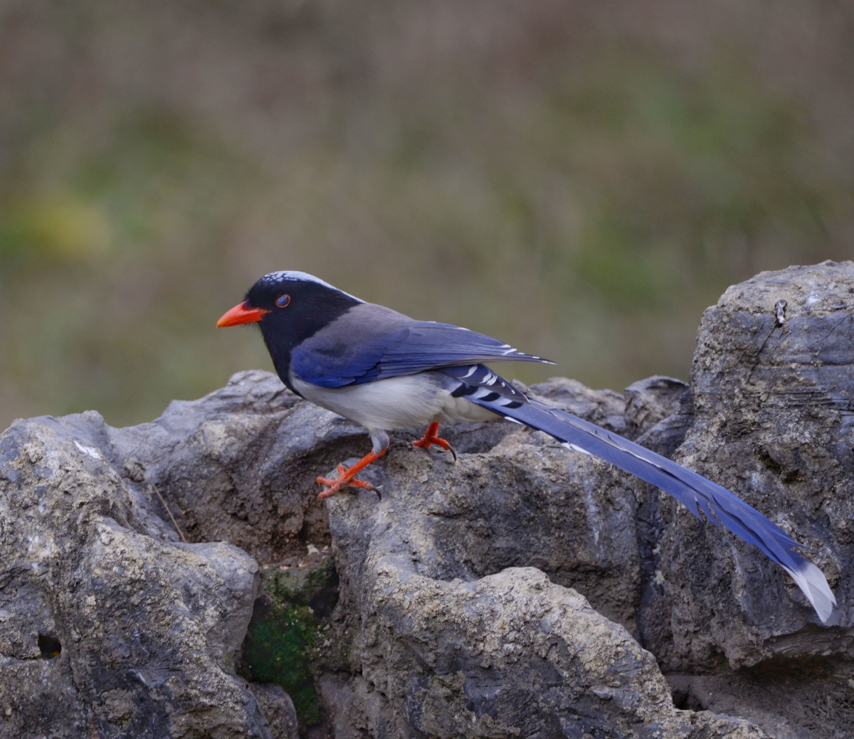 红嘴篮鸟长尾红嘴天生就那么漂亮