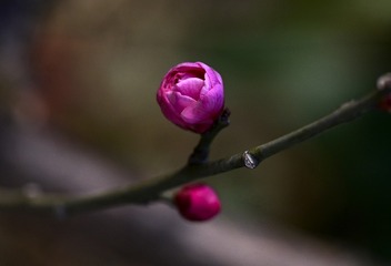 15606