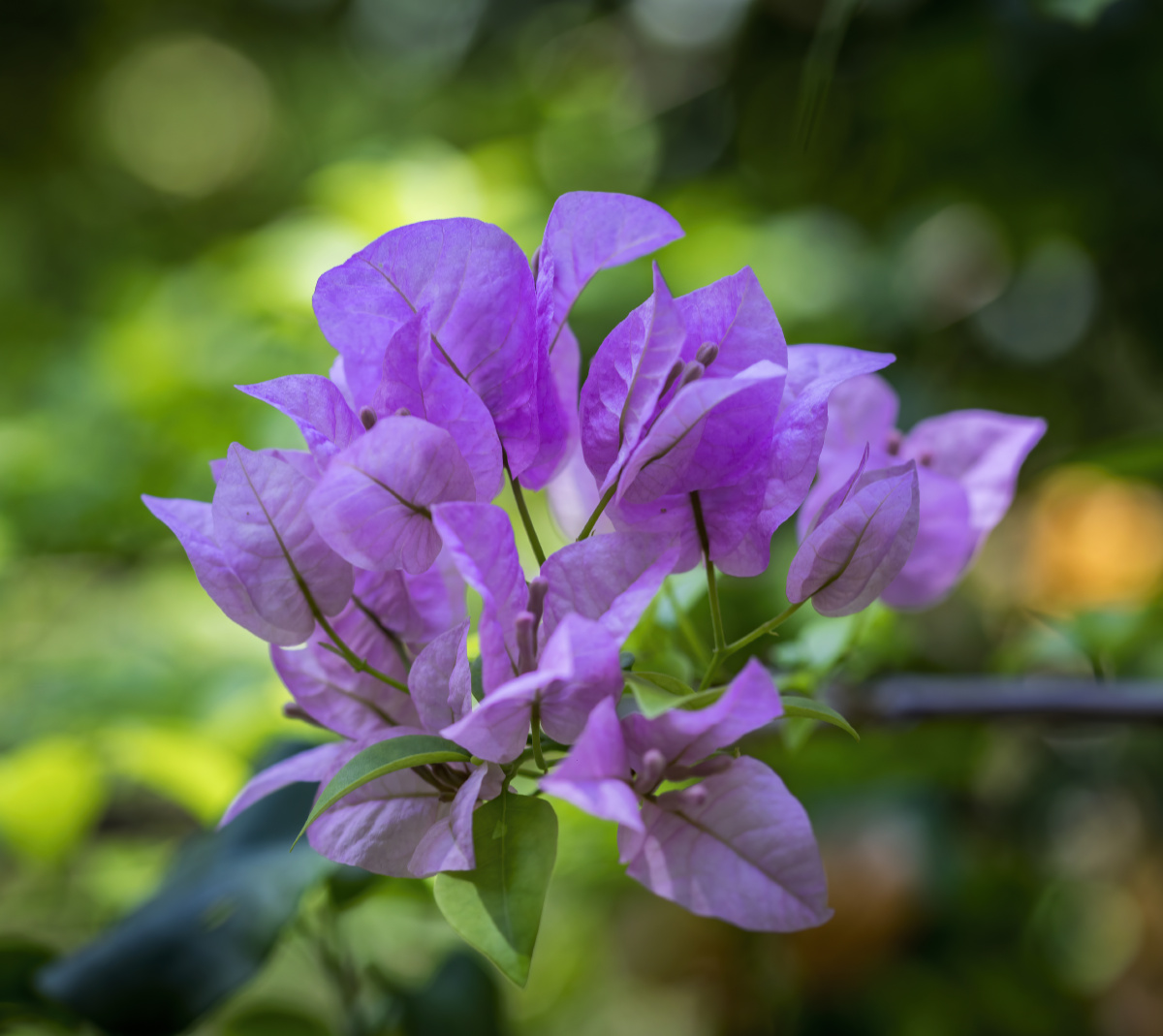 三角梅 - wanda990