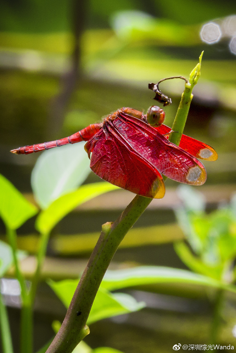 红蜻蜓 - wanda990 - 图虫