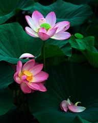LYQ_3051