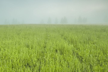 草原雾境