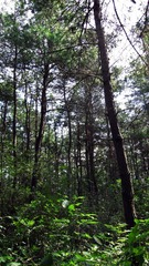 原始深林