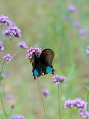 DSC06113_