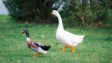 68433