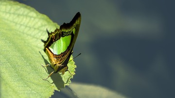 95550