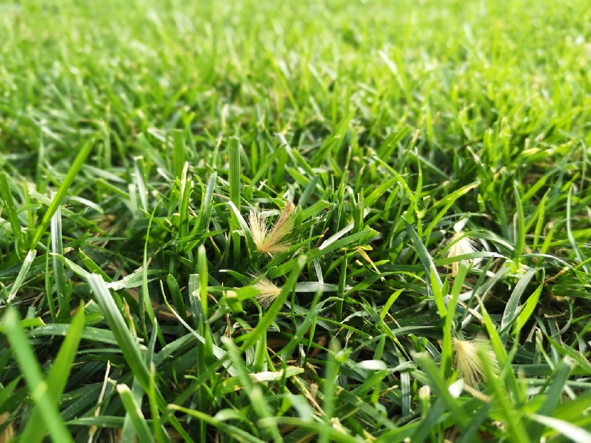 草地- 老外152 - 图虫网 - 优质摄影师交流社区