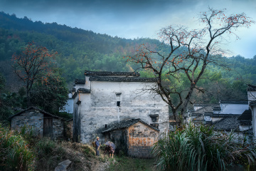 塔川柿子又红了.../皖南