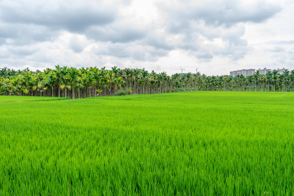 春风又绿千亩田