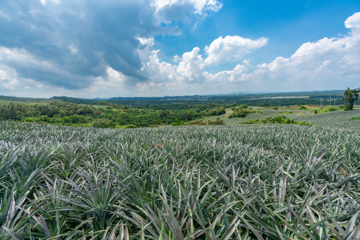 野山坡上的菠萝地