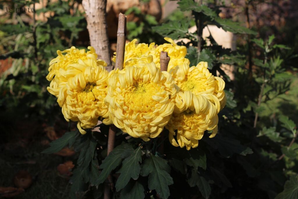 菊花n兄弟