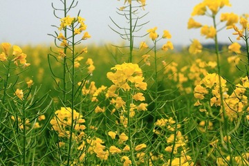 油菜花开