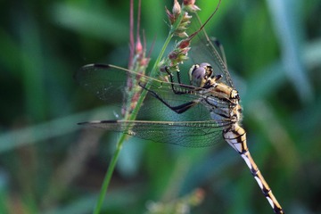 IMG_6597.JPG