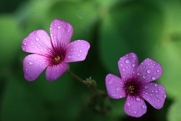 IMG_0037.JPG