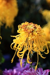 IMG_5018.JPG