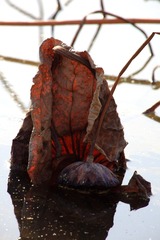 IMG_5294.JPG